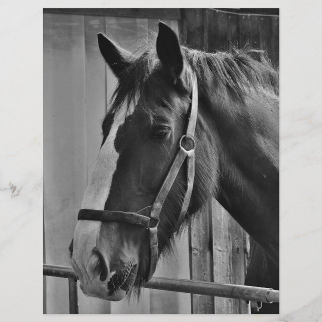 Cavalo Branco Negro - Fotografia Animal (Frente)