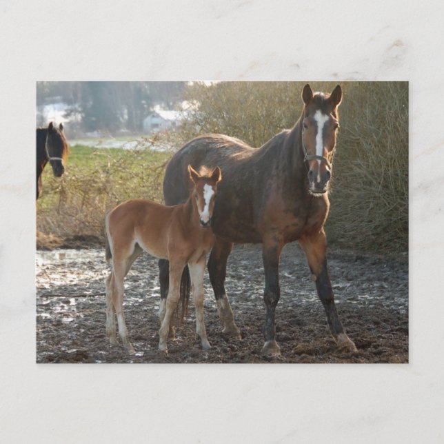 Cavalo com cartão postal (Frente)