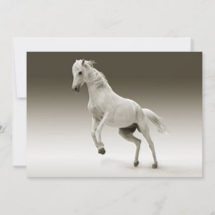 Cavalo da égua branca equestre