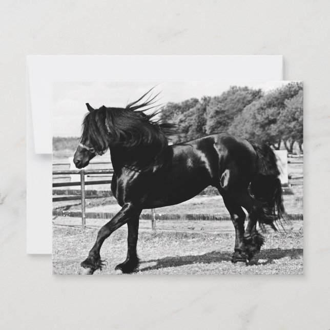 Cavalo de Bela Negra (Frente)