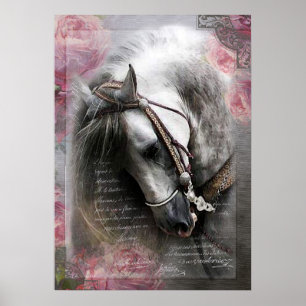 Cavalo de Lusitano - Poster