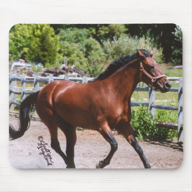 Cavalo de Standardbred que galopa Mousepad (Frente)
