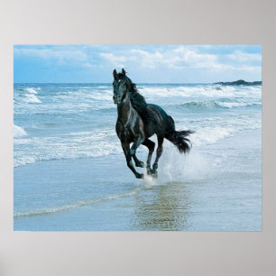 Cavalo do preto do poster das canvas