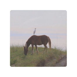 Cavalo e cavaleiro nas dunas