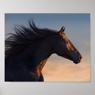 Cavalo Frísia Negro na Impressão de dissociação à