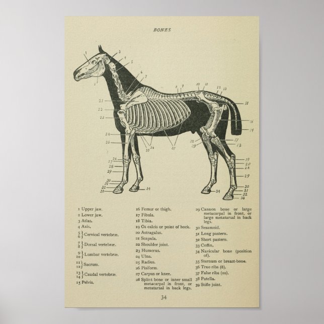Cavalo Impressão da Anatomia Esquelética (Frente)