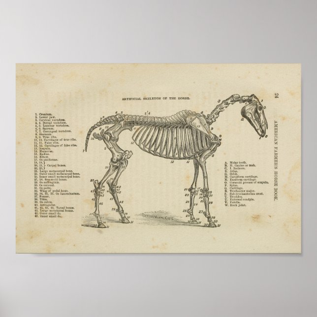 Cavalo Impressão da Anatomia Esquelética (Frente)