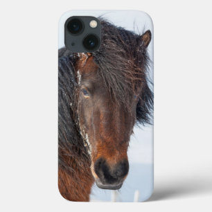 Cavalo islandês real tiro de cabeça