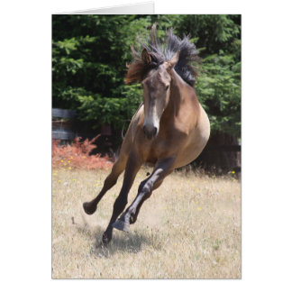 Cavalo Lusitano em Liberdade Cartão em Branco