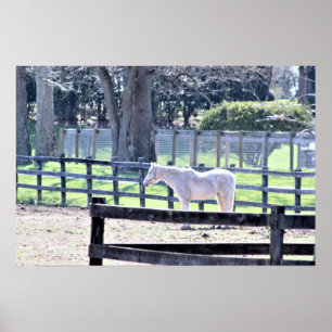 Cavalo na Poster da Fazenda
