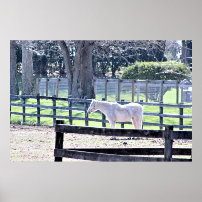 Cavalo na Poster da Fazenda (Frente)