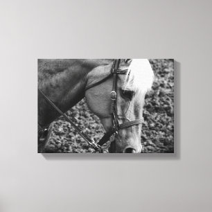Cavalo Palomino Ocidental em Sepia Canvas Print