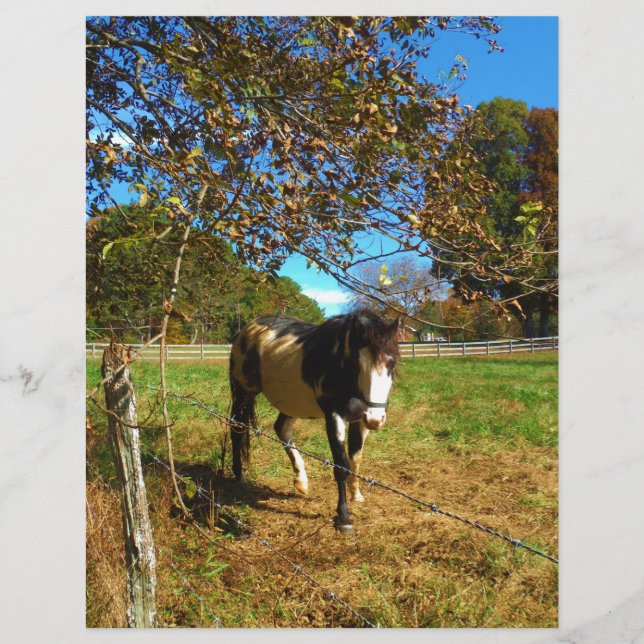 Cavalo Pintado, (Frente)