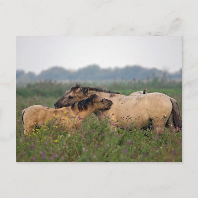cavalo selvagem com cartão postal (Frente)