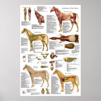 Cavalo Veterinário Muscular Anatomia óssea Poster