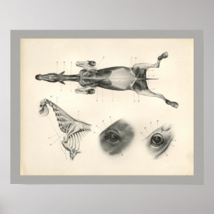 Cavalo Veterinário Musculoso Esqueleto Impressão