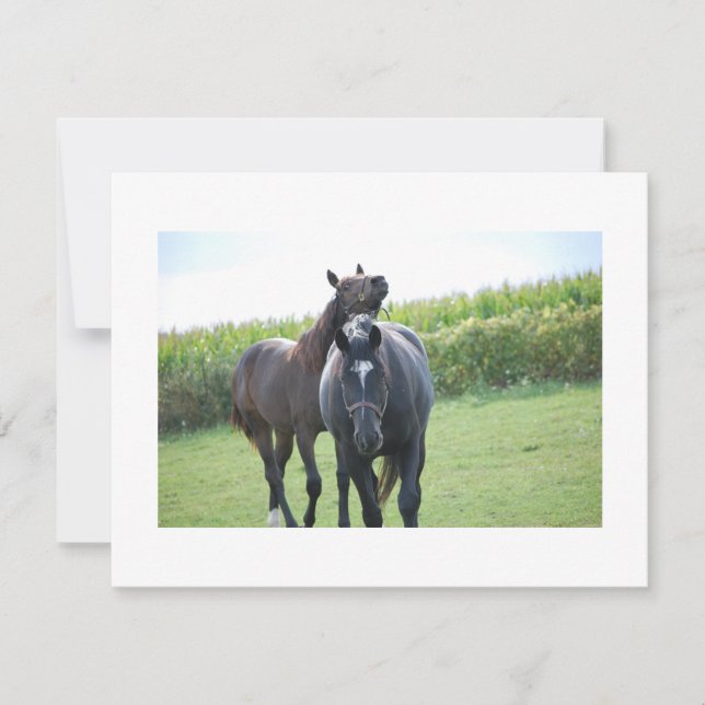 Cavalos apaixonados (Frente)