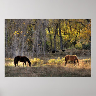 Cavalos com os ursos no poster da foto do fundo