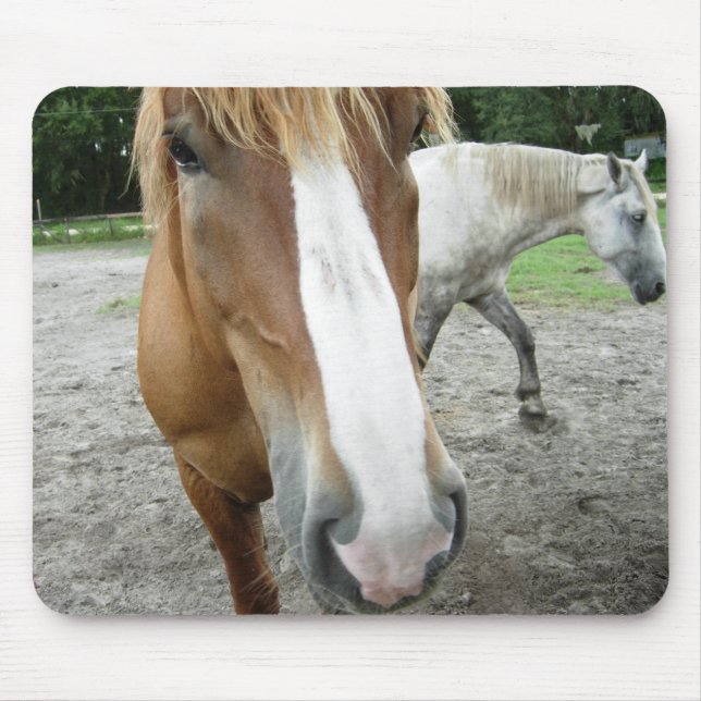 Cavalos da arte equestre Mousepad de Ocala Florida (Frente)