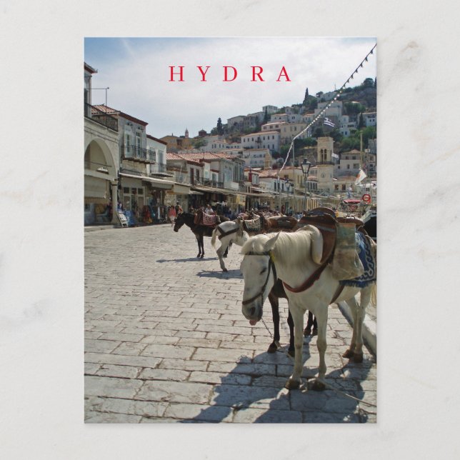 Cavalos da ilha de Hydra veem cartão postal (Frente)