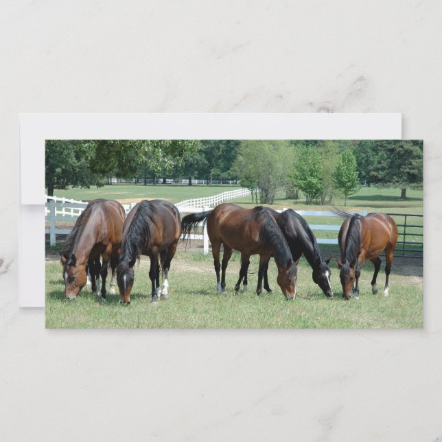 Cavalos do Quarto Doce (Frente)