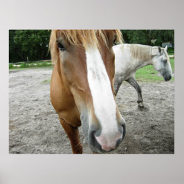 Cavalos em Ocala, na Flórida Art Poster