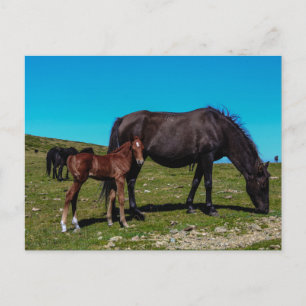 Cavalos no campo Cartão postal para animais