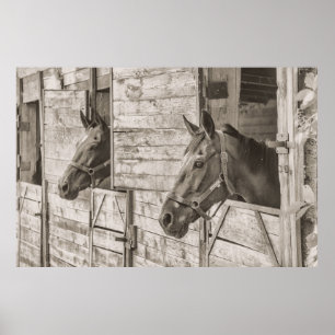 Cavalos no poster estável