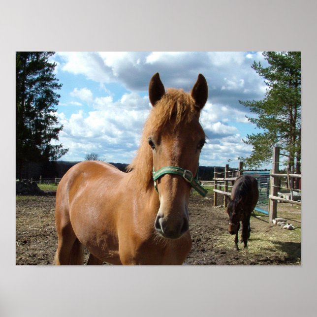 Cavalos poster (Frente)