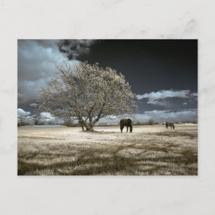 Cavalos que pastam o cartão