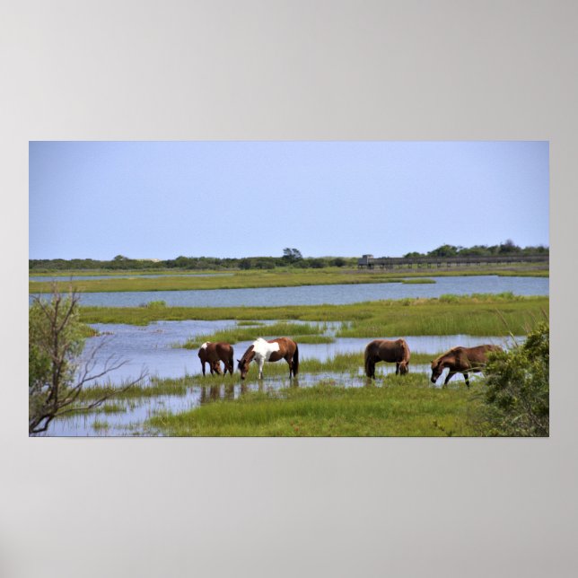 Cavalos Selvagens de Assateague Poster (Frente)
