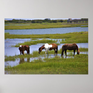 Cavalos Selvagens de Assateague Poster