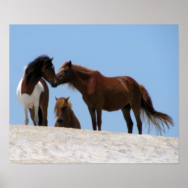 Cavalos selvagens Poster (Frente)