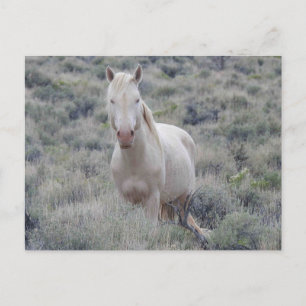 Cavalos selvagens, vida selvagem, cartão postal