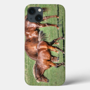 Cavalos - Tema Ocidental Americano