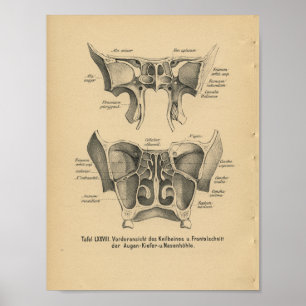 Cavidades do impressão da anatomia do alemão do