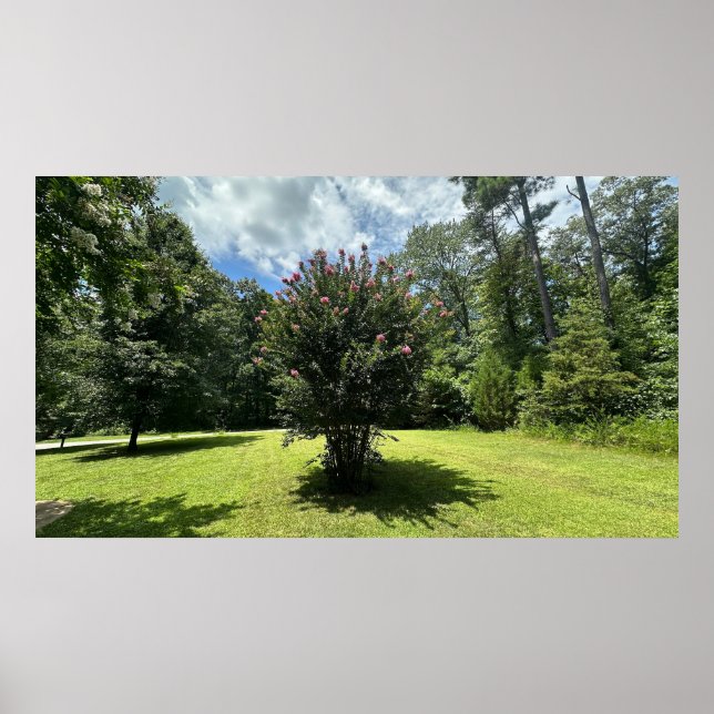 Ccolza Myrtle Bush, Poster (Frente)