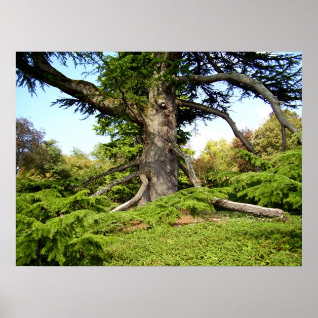 Cedar-of-Lebanon Tree Poster (Frente)
