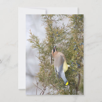 Cedar Waxwing com Cartão Berry Note