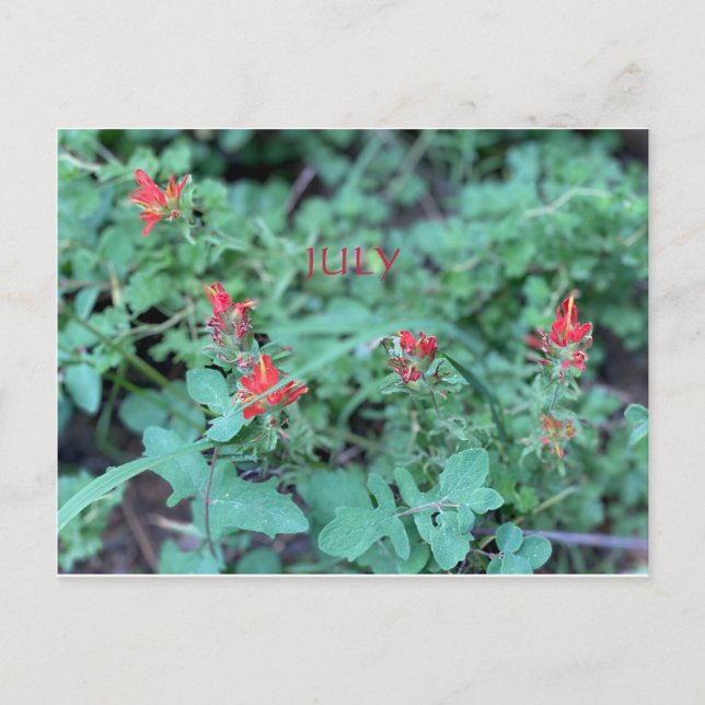 CELEBRAÇÃO DE COR DA CALIFÓRNIA: CARTÃO POSTAL DE  (Frente)