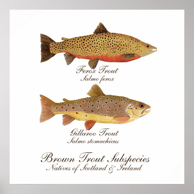 Celtic Trout Art Poster (Frente)