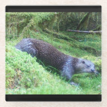 Cena de Natureza Animal Pacífico Rio Lontra Margem