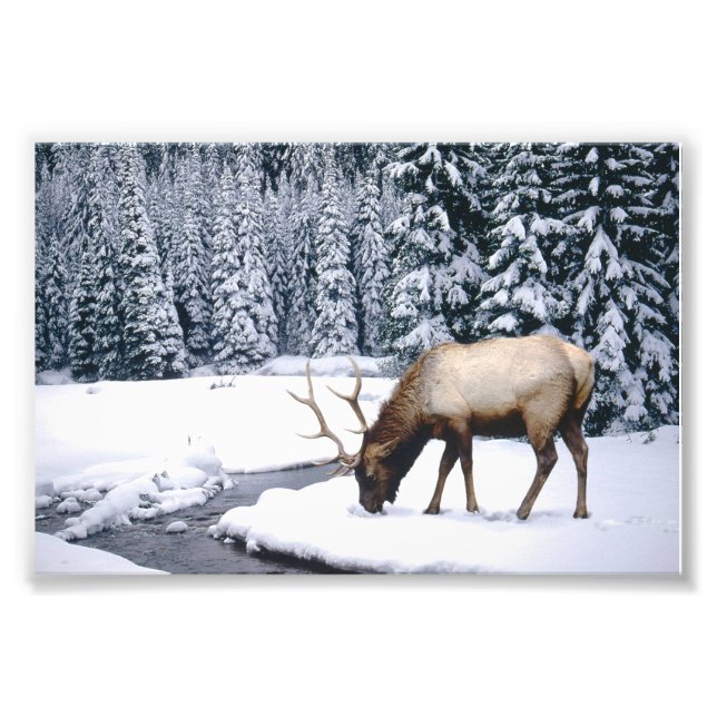 Cena de neve de alce Impressão de foto (Frente)