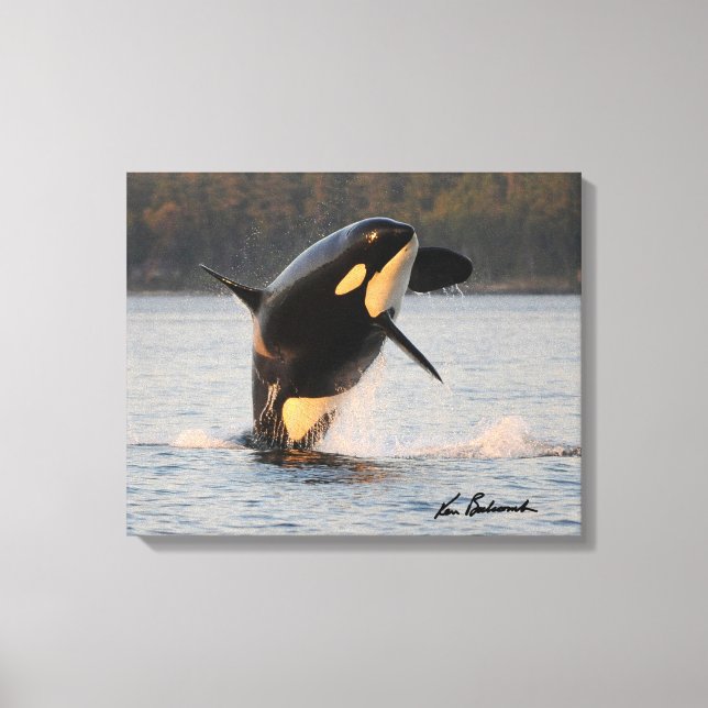 Center for Whale Research - Canvas Print (Frente)