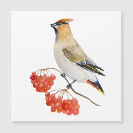 Cera de aves da floresta aquosa