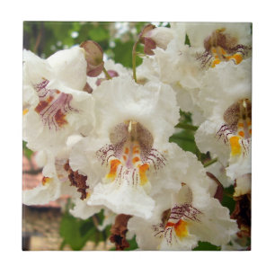 Cerâmica A árvore de feijão indiana floresce o azulejo