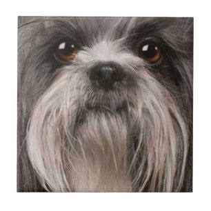 Cerâmica azulejo 2 do animal de estimação