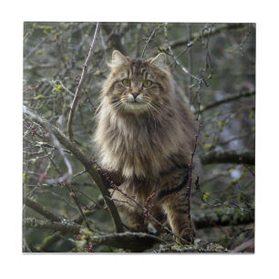 Cerâmica azulejo animal do animal de estimação do gato de