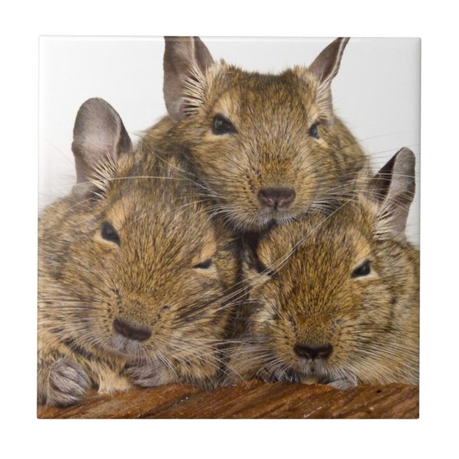 Cerâmica Azulejo aplanando do trio de Degu (Frente)