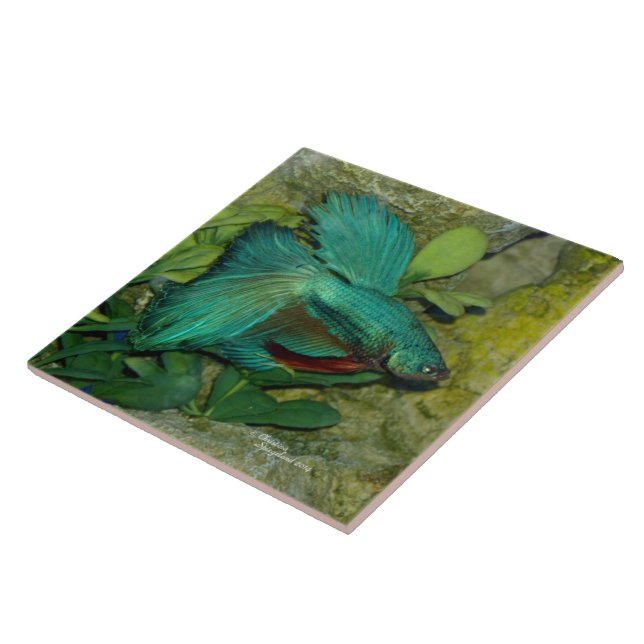 Cerâmica Azulejo azul dos peixes de Betta (Lateral)